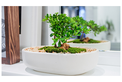 Jak dbać o drzewko bonsai w domu 