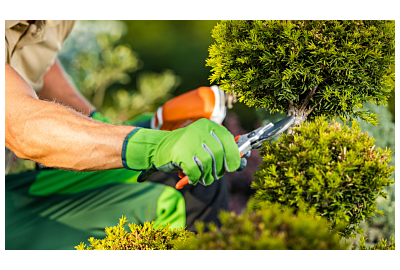 Przycinanie roślin - najczęstsze błędy