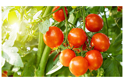 Tych roślin nie sadź obok pomidorów