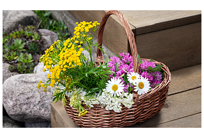 Rośliny lecznicze w ogrodzie