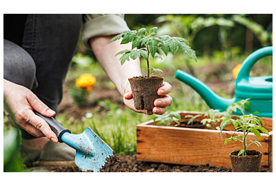 Rozsady roślin. Jak wyhodować zdrowe i silne rośliny?