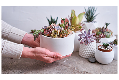 Pielęgnacja sukulentów doniczkowych 