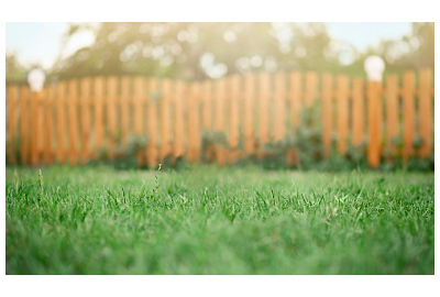 Trawnik z rolki czy siewu?