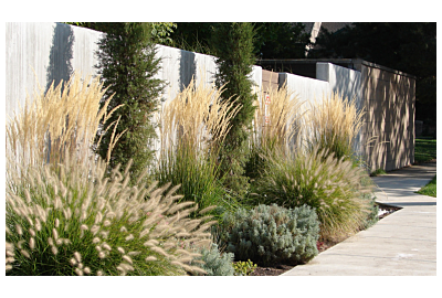 Trawy ozdobne w ogrodzie 