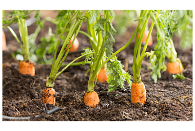 Uprawa marchewki 