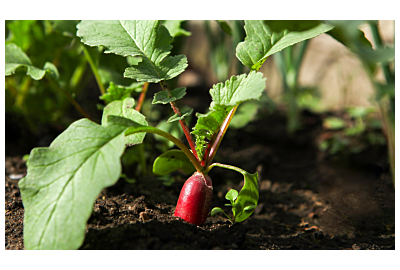 pęczek rzodkiewki na czarnym tle