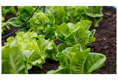 Uprawa sałaty w tunelu foliowym 