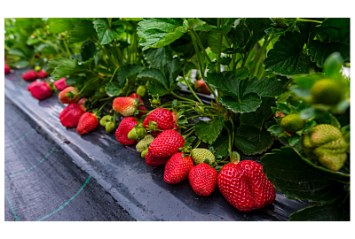 dojrzałe, czerwone truskawki na krzaczku na czarnej agrowłólninie