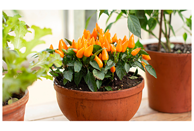 Warzywa na parapecie 