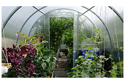 zielony tunel ogrodowy na trawie