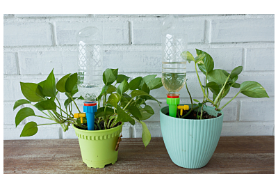 Jak dbać o rośliny doniczkowe na urlopie