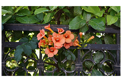 pnącza pod pergole i trejaże 