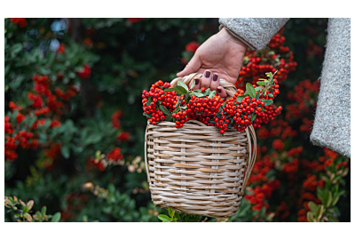 ognik szkarłatny_miniaturka