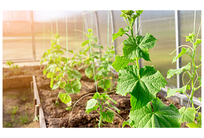 rośliny szklarniowe_miniatruka_focus garden _artykul