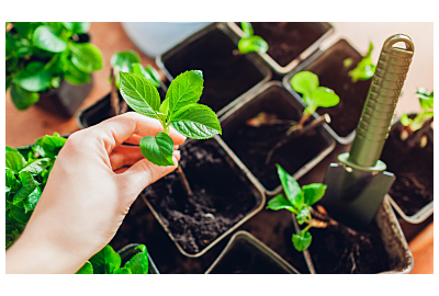 rozmnażanie roślin do pojemniczków