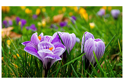 Szafran - uprawa, pielęgnacja i zastosowanie