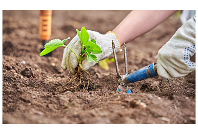 truskawki_sadzone_jesienia_na_agrowlokninie