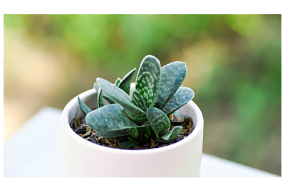 Gasteria - sukulent do uprawy w domu