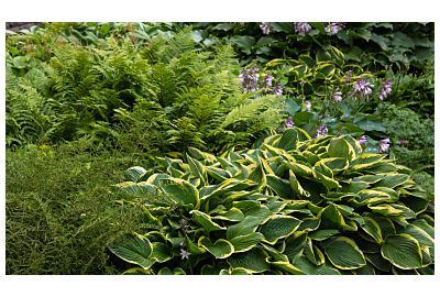 Ogród w cieniu - co posadzić?