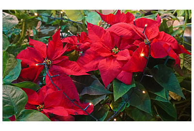 poinsecja_gwiazda_betlejemska_nac tle choinki bożonarodzeniowej