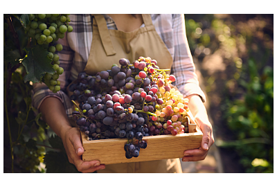 Jakie winogrona uprawiać w Polsce?