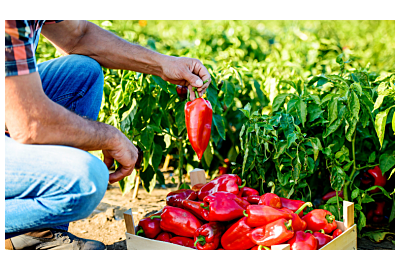 Uprawa papryki w tunelu krok po kroku