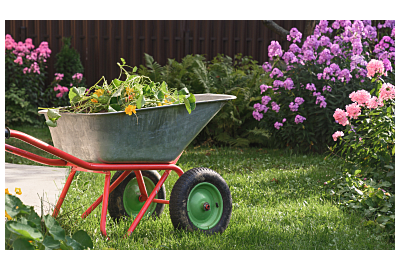 Wrzesień w ogrodzie 