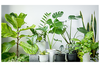 Rośliny oczyszczające powietrze 