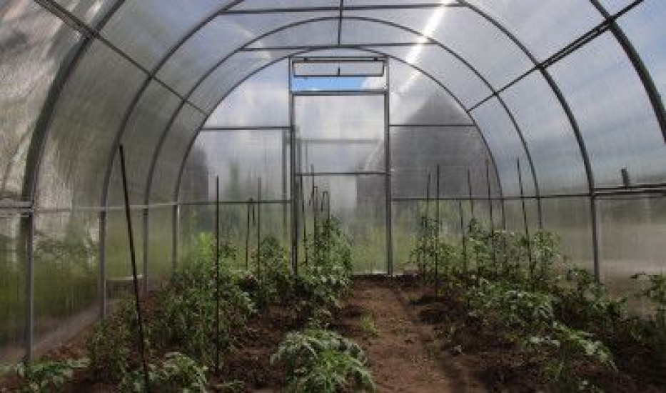 Uprawa warzyw w tunelach foliowych – poradnik dla początkujących