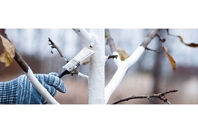 Zimowe bielenie drzew – ochrona przed mrozem i szkodnikami