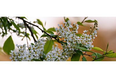 Czeremcha w ogrodzie – piękno kwiatów i moc naturalnych właściwości