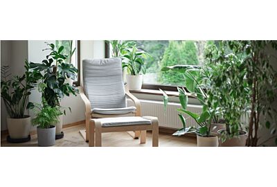 Jak uprawiać rośliny egzotyczne w domu?