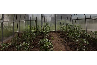 Uprawa warzyw w tunelach foliowych – poradnik dla początkujących