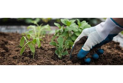 Jakie rośliny najlepiej sadzić jesienią?