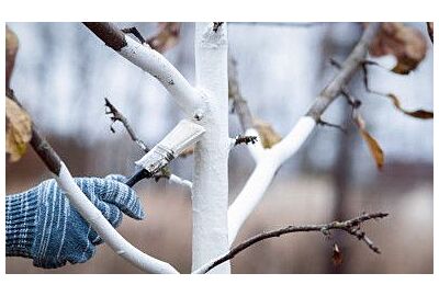 Zimowe bielenie drzew – ochrona przed mrozem i szkodnikami