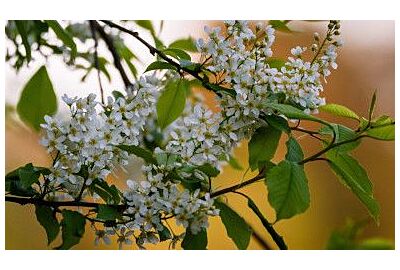 Czeremcha w ogrodzie – piękno kwiatów i moc naturalnych właściwości
