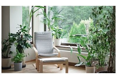 Jak uprawiać rośliny egzotyczne w domu?