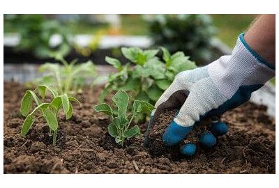 Jakie rośliny najlepiej sadzić jesienią?