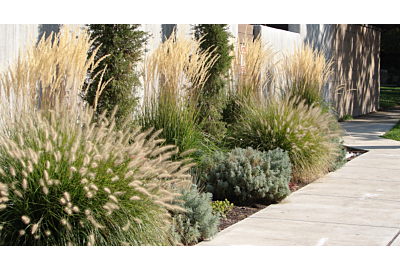 Jak dbać o trawy ozdobne zimą?