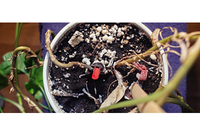 Dlaczego ziemia w doniczkach pleśnieje?