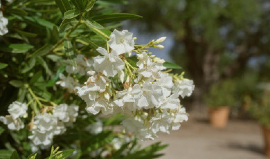 Oleander zimowanie – jak przezimować oleandra, by wiosną zachwycał kwiatami