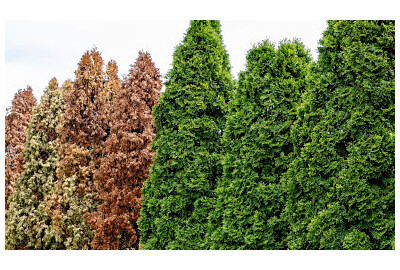 Choroby tui - rozpoznawanie, leczenie i zapobieganie