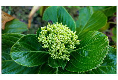 Dlaczego hortensja nie kwitnie? Przyczyny, szybka diagnostyka i plan naprawczy