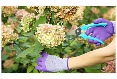 Jak pielęgnować hortensje zimą? Skuteczne sposoby ochrony krzewów