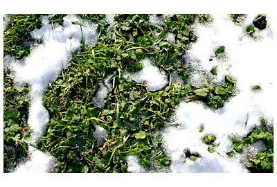 Jak zadbać o trawnik po zimie?