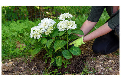 Kiedy przesadzać hortensje? Terminy, zasady i praktyczny plan na sukces