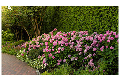 Kiedy sadzić hortensje – naturalny sposób na spektakularne kwitnienie