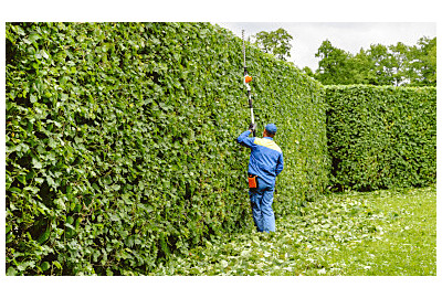 Niewymagające rośliny na żywopłot: jak stworzyć zieloną ścianę bez wysiłku