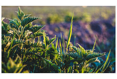 Oprysk z pokrzywy – naturalny środek na mszyce i wzmocnienie roślin