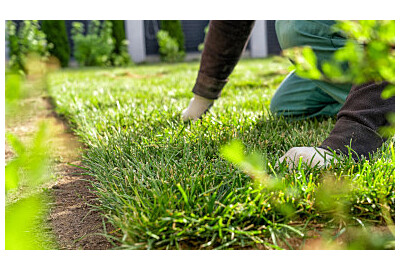 Trawnik ogrodowy – jak założyć, pielęgnować i wybrać najlepszy rodzaj?